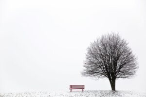 Bild: kahle Winterlandschaft mit einem Baum und einer Bank